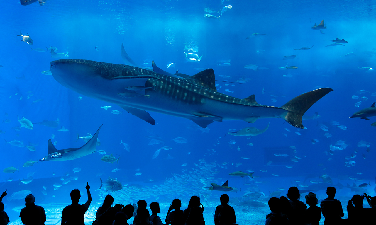 水族館の事例から見る！来場者の多様なニーズに応えるイベント企画や集客施策